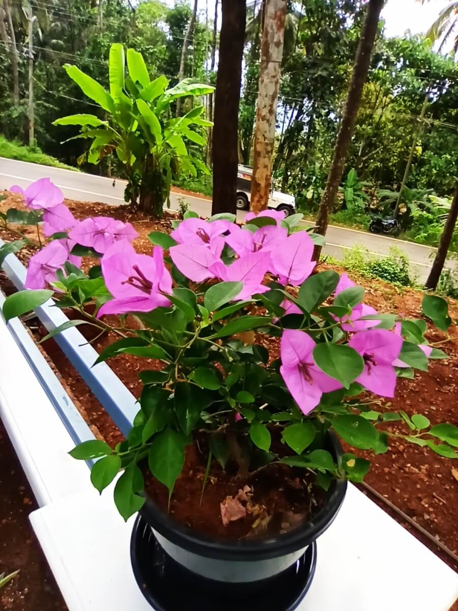 tip de sol pamant compost replantare