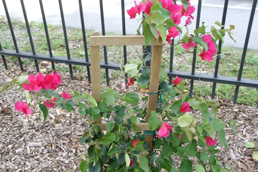 varietati si specii de Bougainvillea
