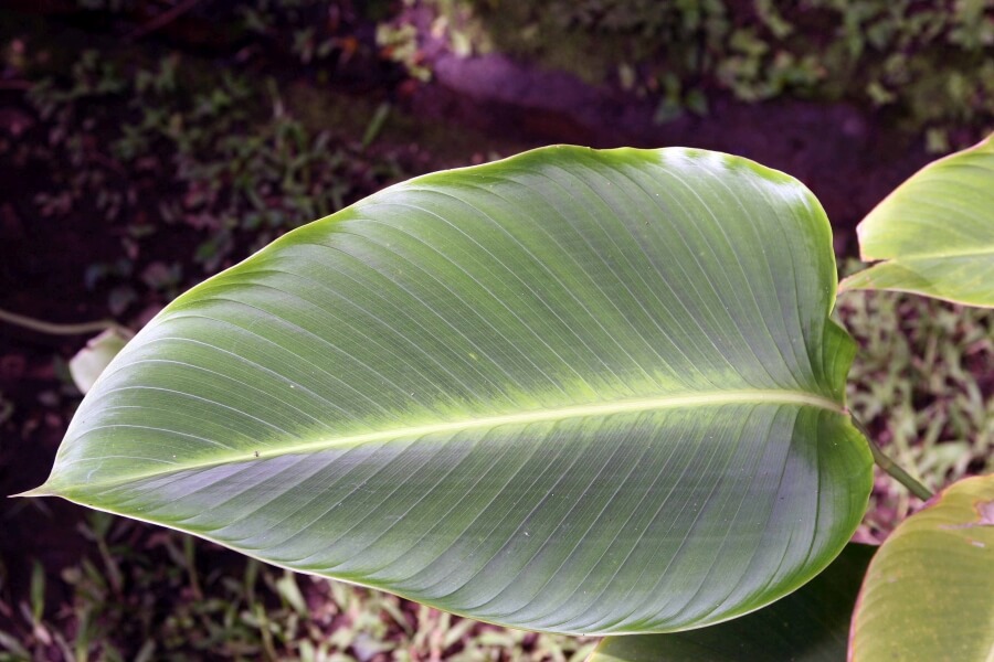 metode inmultire calathea