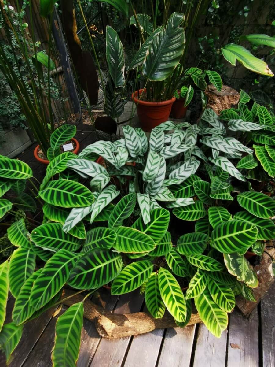 calathea ingrijire crestere cultivare ingrasaminte tratamente