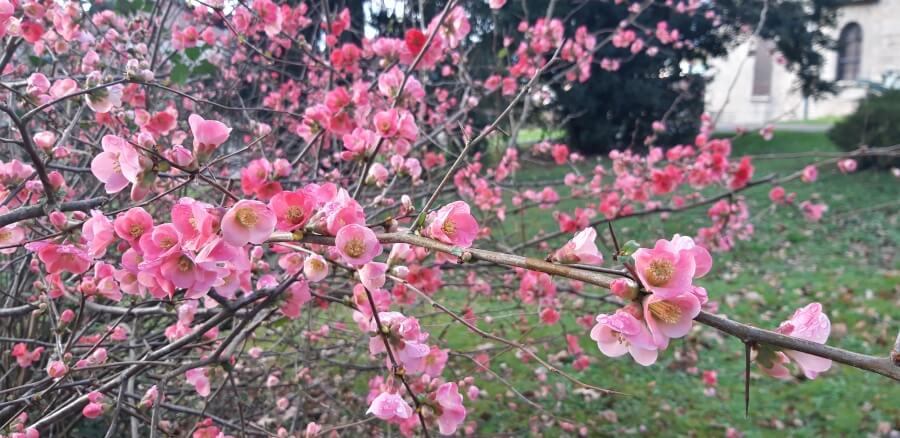 Gutuiul japonez Chaenomeles