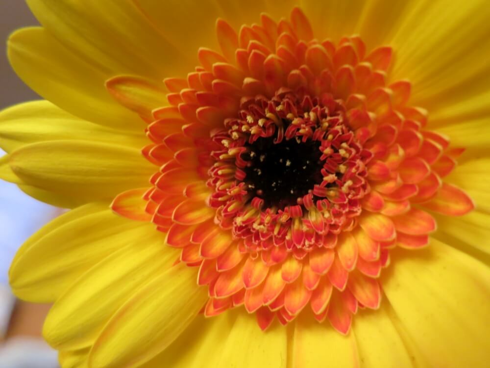 conditii de mediu sol apa lumina