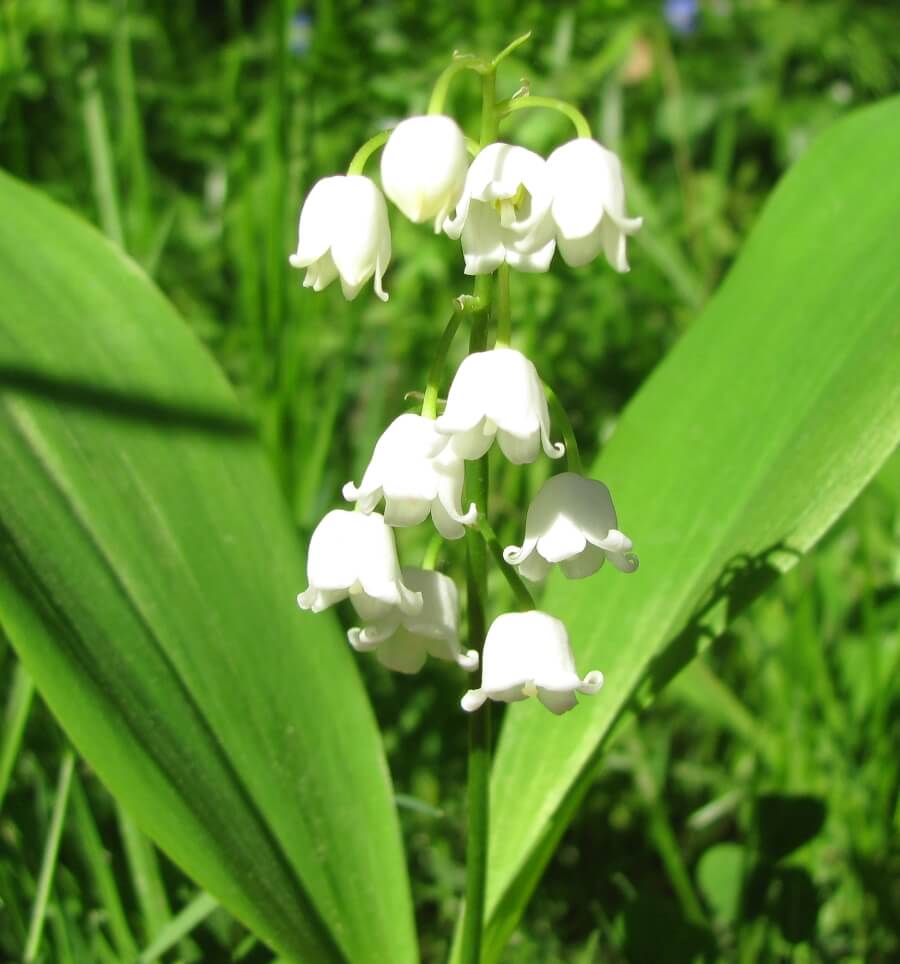 Lăcrămioarele&nbsp;(Convallaria majalis)