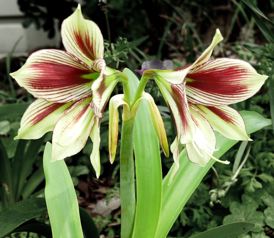 amaryllis crestere cutivare in gradina
