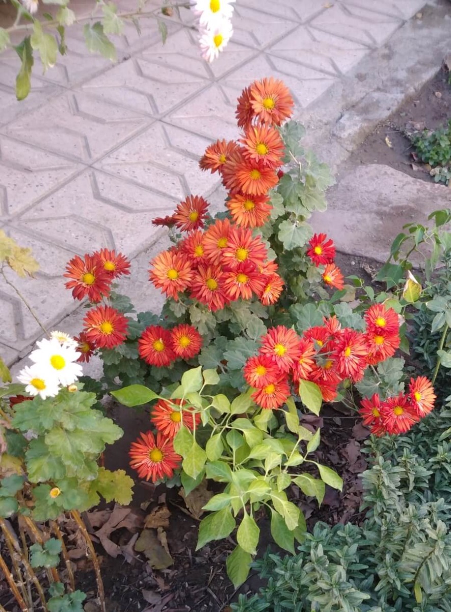cresterea crizantemelor in gradina