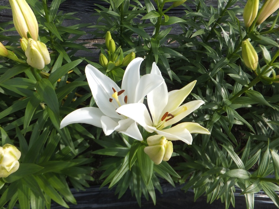 crini gadina necesar lumina naturala soare umbra