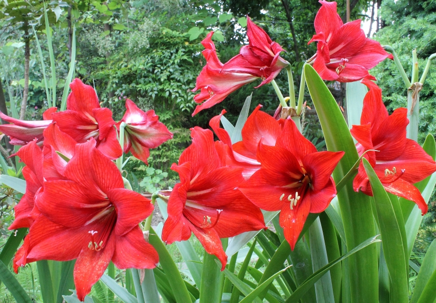 inflorirea Amaryllis