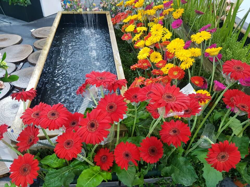 Cultivarea Gerberei