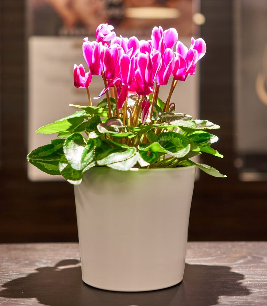 cyclamen cu flori roz cultivare in ghiveci ingrijire