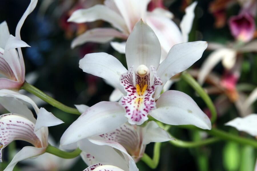 Orhideea Cymbidium
