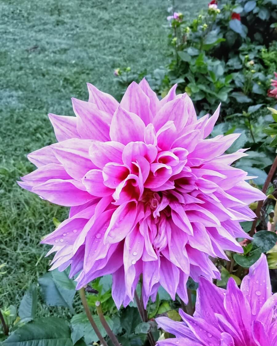 necesarul de lumina dalii apa si udatul