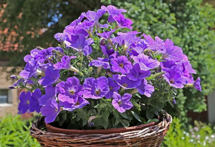 daunatori boli tratament preeventie petunia