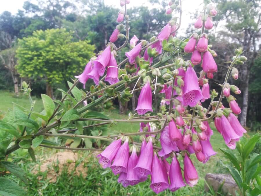 Degețel&nbsp;(Digitalis)