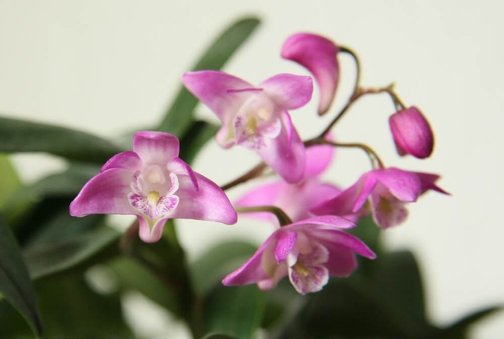 Orhideea Dendrobium cresterea si ingrijirea plantei in ghiveci si gradina