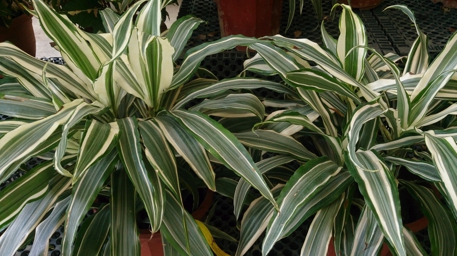 dracaena fragrans in ghiveci
