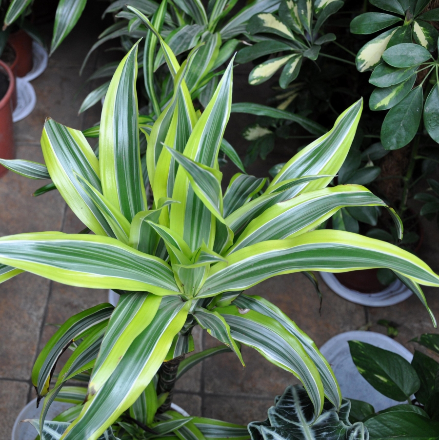 Din padurile tropicale dense din Africa pana in incaperile confortabile ale caselor noastre, calatoria plantelor Dracaena a fost una de adaptare si supravietuire.  Distributia geografica a Dracaena este la fel de diversa ca si speciile sale. In timp ce majoritatea acestor specii sunt originare din Africa, in special din Madagascar, cateva provin din sudul Asiei si din America Centrala.