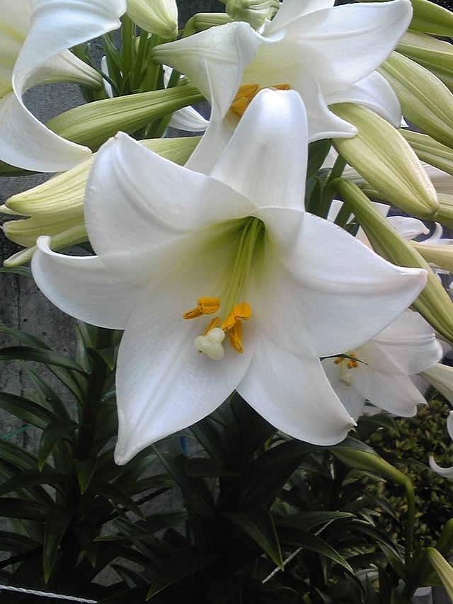 fertilizare hrana crini gradina