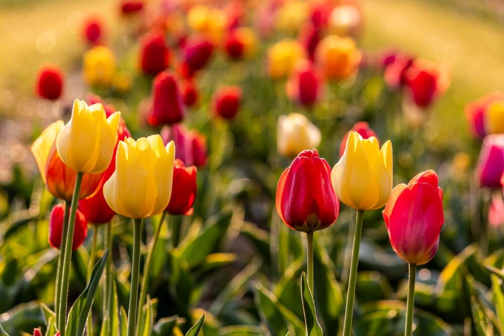 fertilizare hrana inbogatire pamant sol lalele