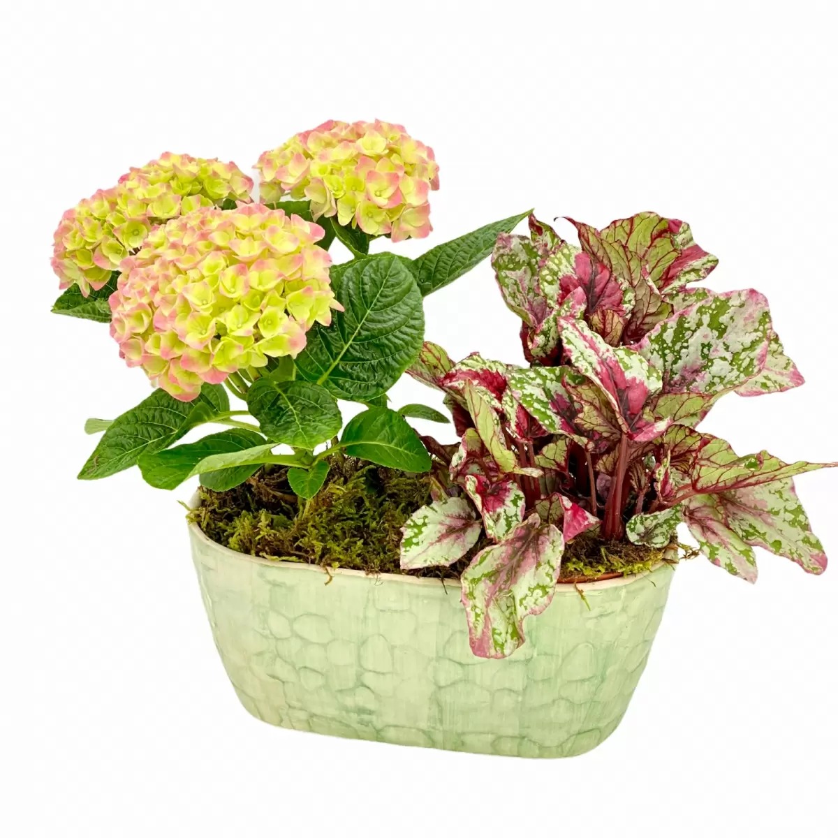 Hortensiile, tot ce trebuie sa stim despre plantare, ingrijire, inmultire si daunatori