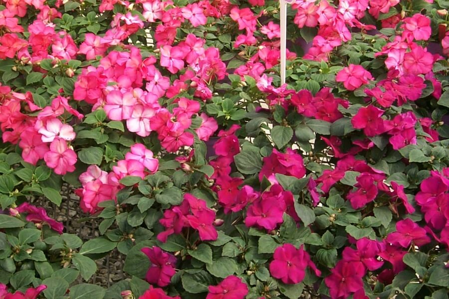 Impatiens cresterea cultivarea in interior ghiveci casa 