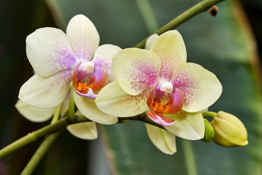ingrijirea othideei Phalaenopsis in ghiveci