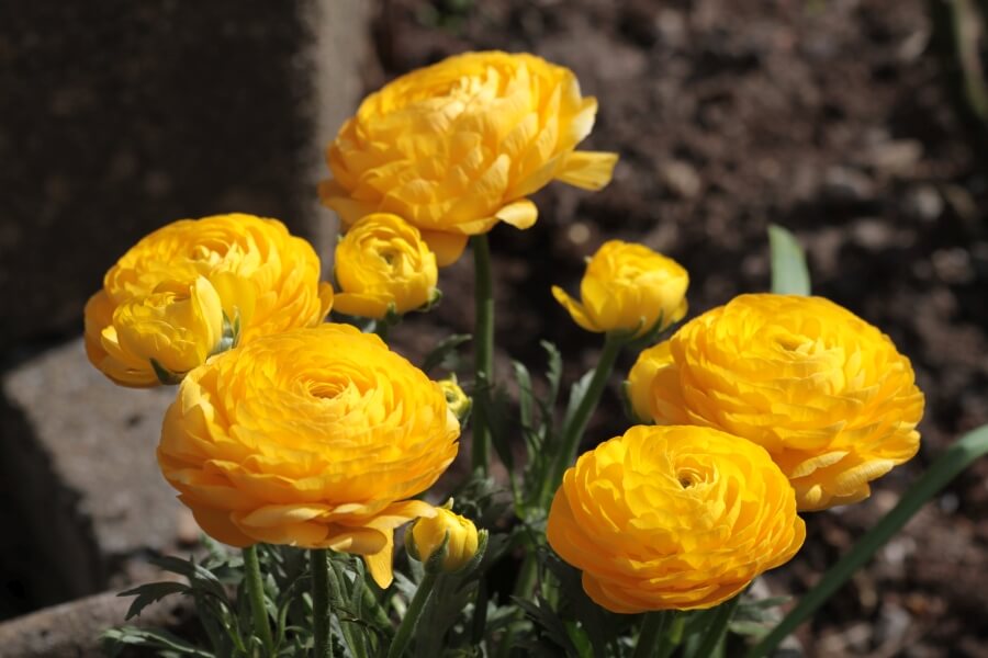 ingrijire ranunculus asiaticus
