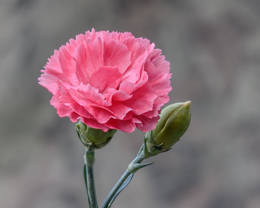 garoafa ingrijire si cultivare