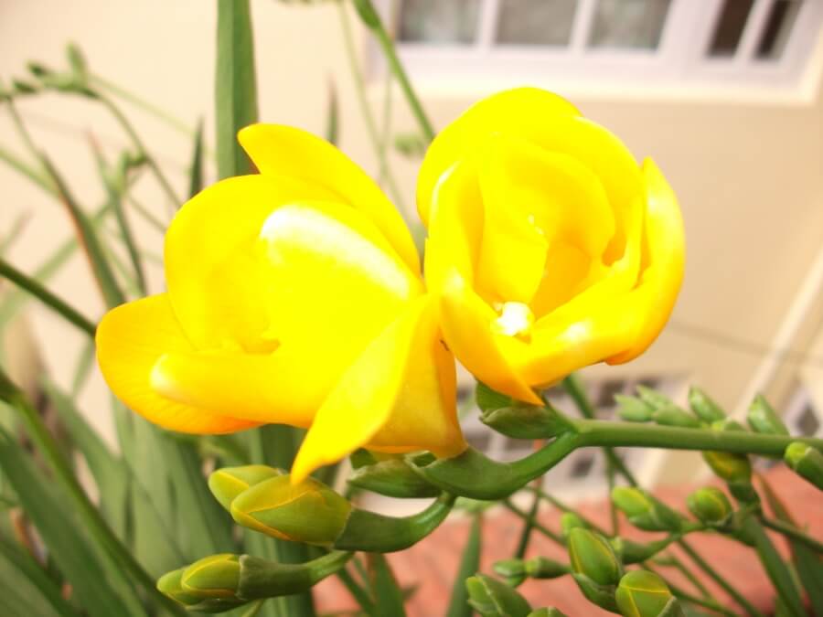 frezia cultivare si ingrijire in ghiveci si gradina