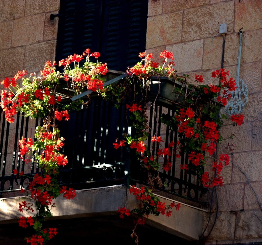 metode de inmultire geranium, Pelargonium Peltatum