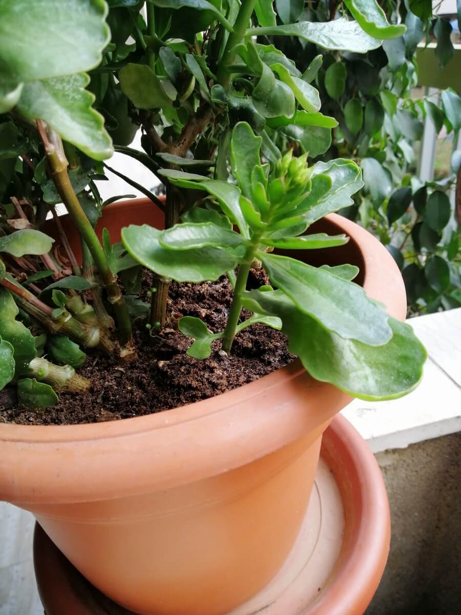 boli si daunatori tratarea si salvarea plantei