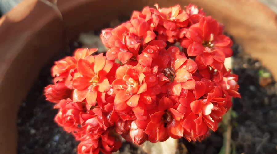 Kalanchoe ingrijire crestere ghiveci si gradina