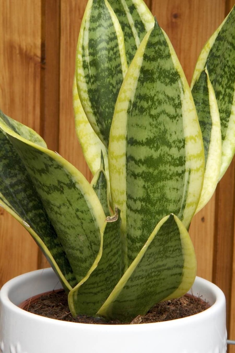 bolile ce afecteaza planta metode de vindecare