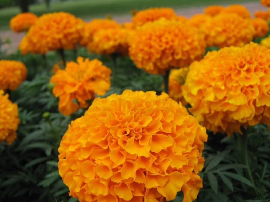 metode de inmultire Craite Tagetes Patula