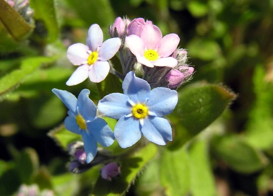 Nu-ma-uita (Myosotis)