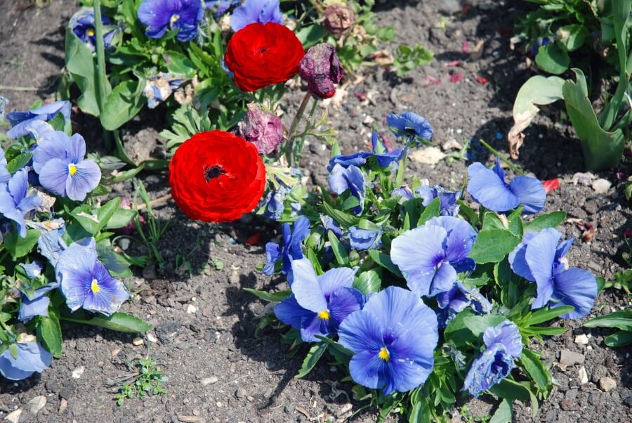 lumina naturala soare ranunculus