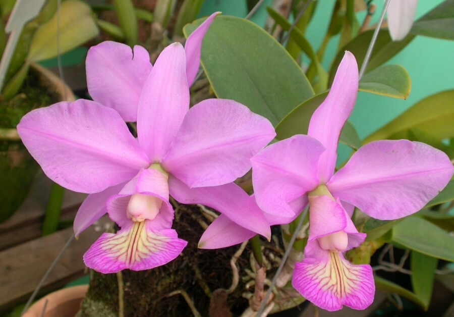 Orhideea Cattleya