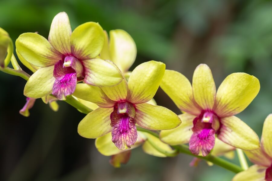 Orhidee Dendrobium