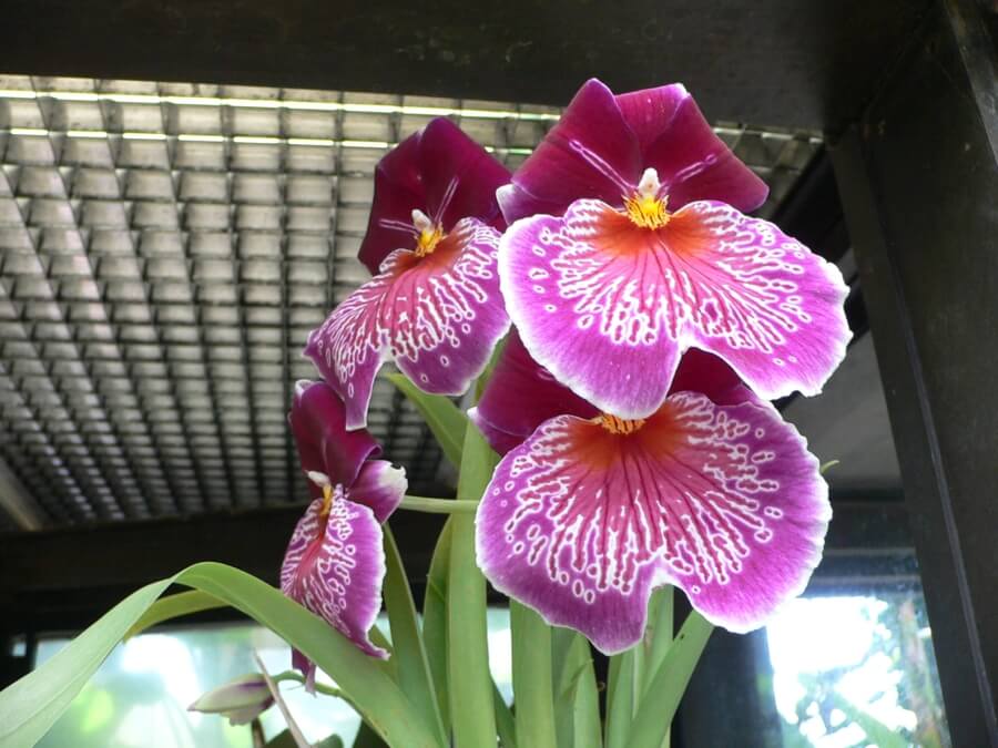 Orhideea Miltonia