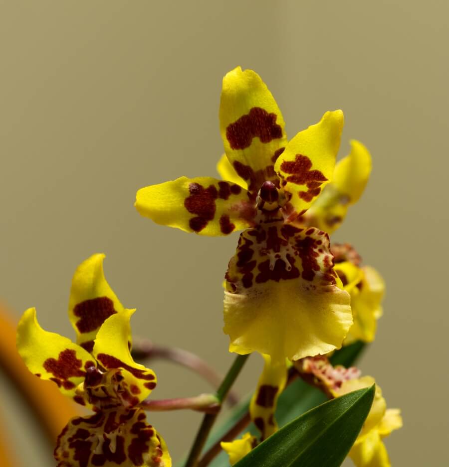 Orhideea Oncidium