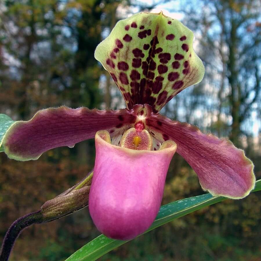 Orhideea Paphiopedilum