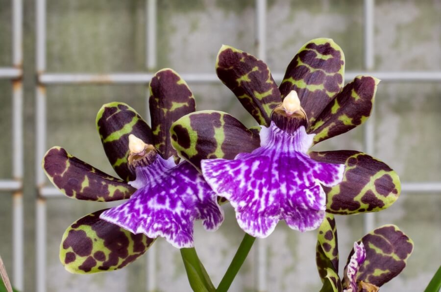 Orhideea Zygopetalum