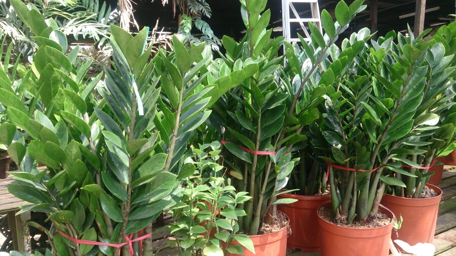 planta zanzibar cum se face inmultirea
