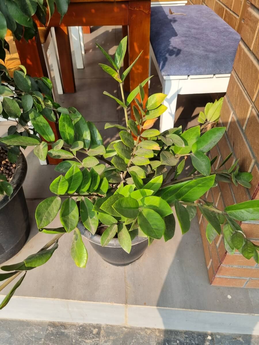 specii de planta zz