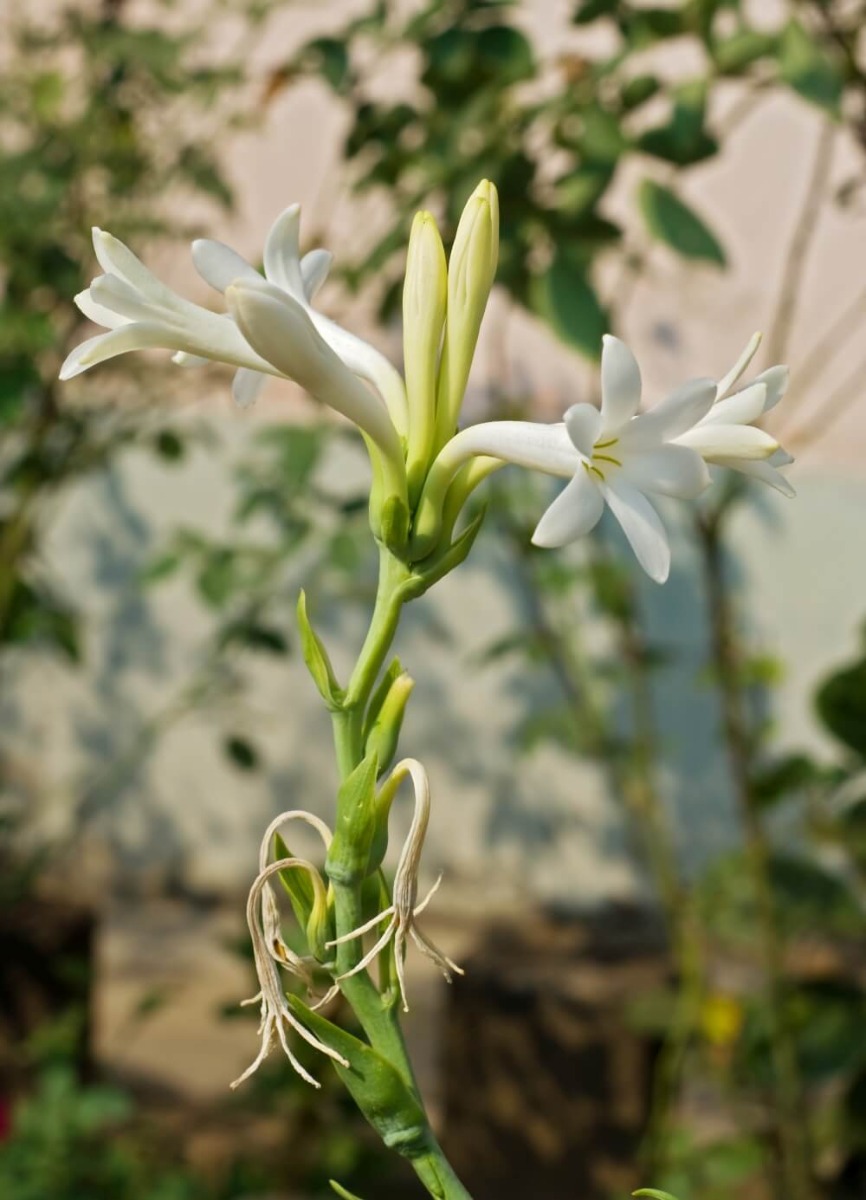 pregatirea terenului pentru cultivarea florilor