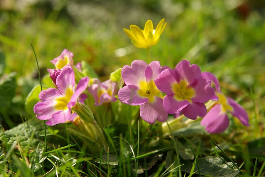 cresterea cultivarea in ghiveci si gradina
