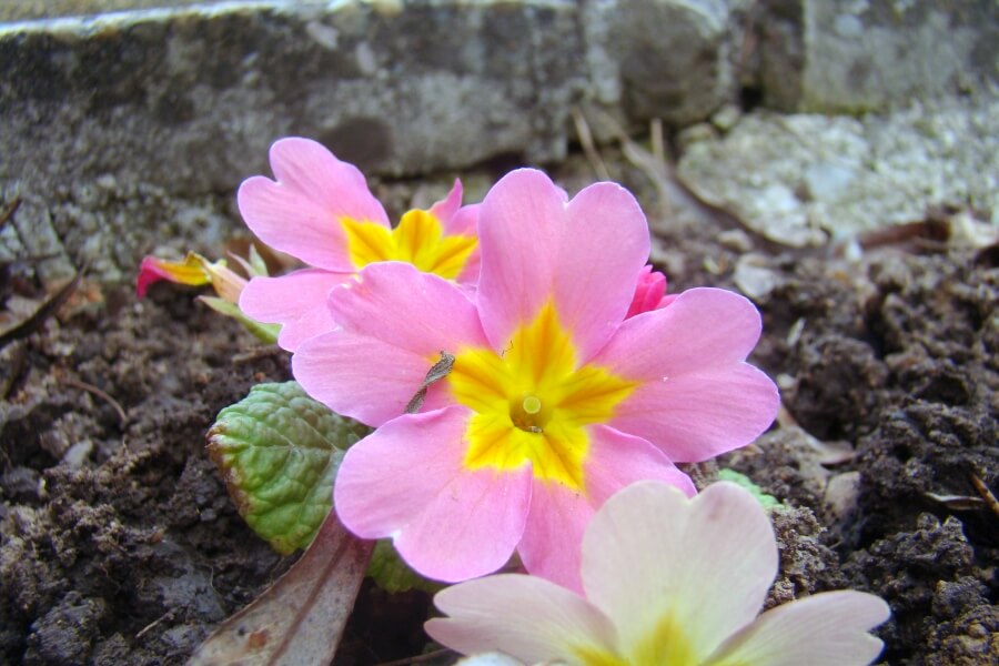 pamant substrat primula