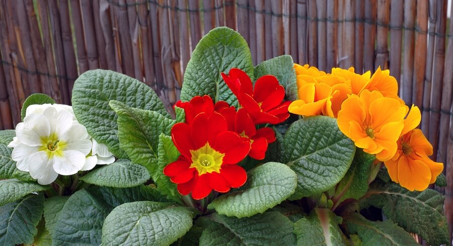 Primula specii varietati soiuri hortensis