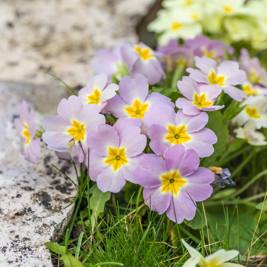 Ingrijire Primula