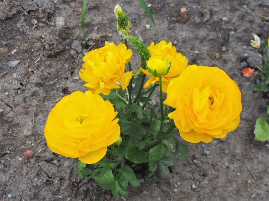 Ranunculus inmultire seminte divizare butasi cand se
