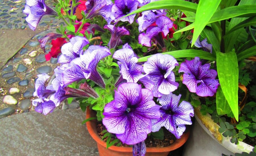 specii soiuri hibrizi petunia ghiveci gradina